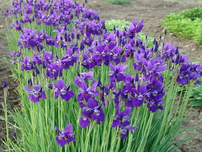 ĪRISS SIBĪRIJAS