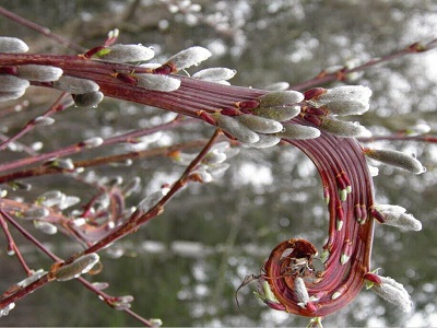 UDAS KĀRKLS   /  Salix udensis „SEKKA”