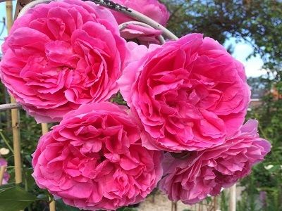 vīteņroze_pink-cloud_siguldasdarznieks_roosa
