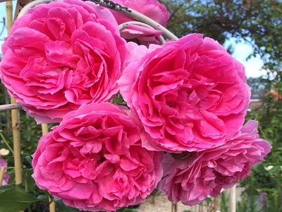 vīteņroze_pink-cloud_siguldasdarznieks_roosa