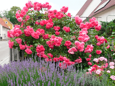 ROSARIUM UETERSEN