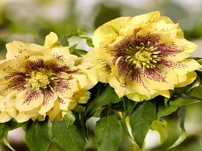 ​ZIEMZIEDE / Helleborus hybridus „ABBY”sniega roze_zemziede-ziemziede