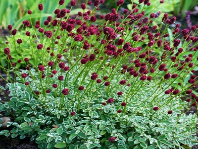 ​BRŪNVĀLĪTE MAZĀ / SANGUISORBA MINOR „LITTLE ANGEL” ziemciešu stādi liela izvēle_viss dārzam_latvijā audzēti stādi-stādaudzētva