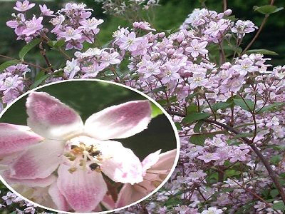 Deutzia rosea „CARMINEA”