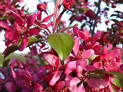 MALUS "ROYAL BEAUTY"