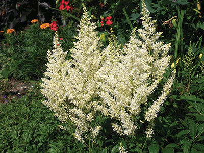 ASTILBE ARENDSII „ASTARY WHITE”