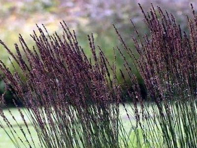 MOLĪNIJA ZILGANĀ / MOLINIA CAERULEA „BLACK ARROW”