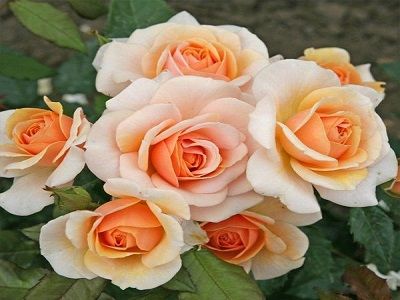 ​FLORIBUNDROZE SWEET HONEY