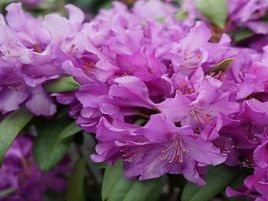 ​RODODENDRS /RHODODENDRON „ROYAL LILAC”