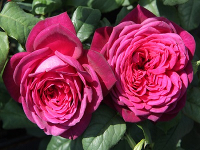 TĒJHIBRĪDROZE JOHANN WOLFGANG VON GOETHE ROSE