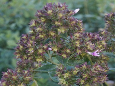 floksis skarainais green lady-phlox_siguldasdarznieks