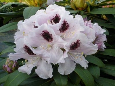 RODODENDRS /RHODODENDRON „CALSAP”