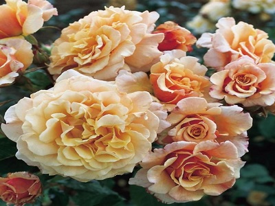 roze caramella-rožu stādi-krūmu rozes-siguldasdarznieks-roos