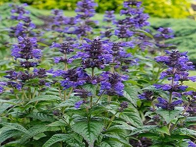 ​KAĶU MĒTRA / Nepeta kubanica „NEPTUNE” / BOKRATUNE