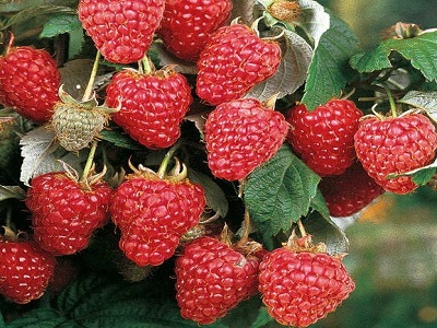  Rubus idaeus „RUBIN BOLGARSKI”-vasaras-avenes_ogulāji-aveņu-stādi