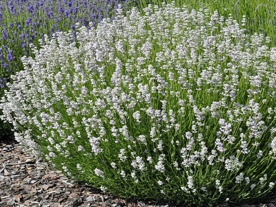 LAVANDA ŠAURLAPU „EDELWEISS”