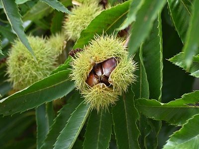 ​EIROPAS (ēdamais) KASTANIS / Castanea sativa