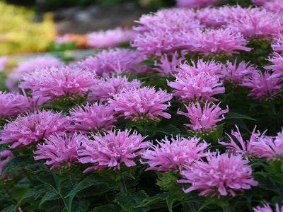 MONARDA DVĪŅZIEDU / MONARDA DIDYMA „SUGAR BUZZ PINK FROSTING”