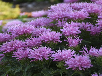 MONARDA DVĪŅZIEDU / MONARDA DIDYMA „SUGAR BUZZ PINK FROSTING”