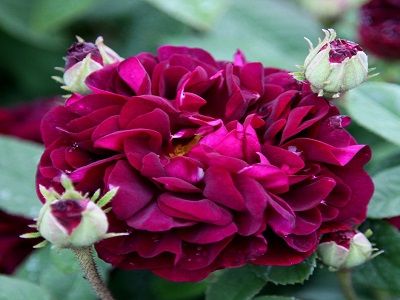 rožu stādi- tuscany superb_siguldasdarznieks-krūmu rozes-roosa
