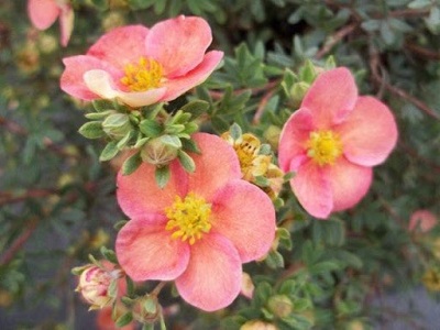 ​KLINŠROZĪTE PARASTĀ / Potentilla fruticosa „GLAMOUR GIRL”