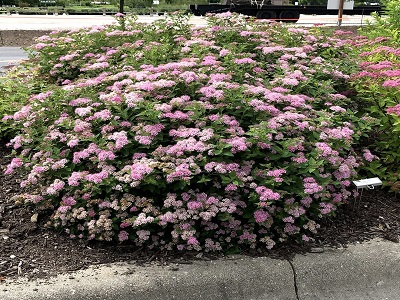 SPIREJA JAPĀNAS /SPIRAEA JAPONICA „LITTLE PRINCESS”