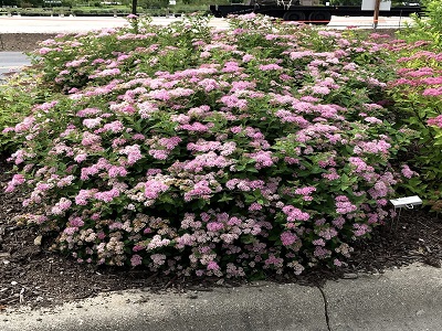 SPIREJA JAPĀNAS /SPIRAEA JAPONICA „LITTLE PRINCESS”