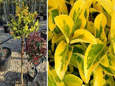 SEGLIŅŠ FORTINA / Euonymus fortunei „EMERALD N GOLD”