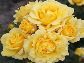​SUNMAID-rožu stādi_rozes_roosa_siguldasdarznieks