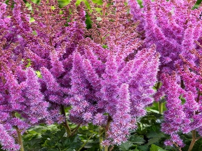 purple rain astilbe
