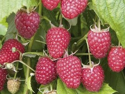 RUBUS IDAEUS "AUTUMN BLISS"