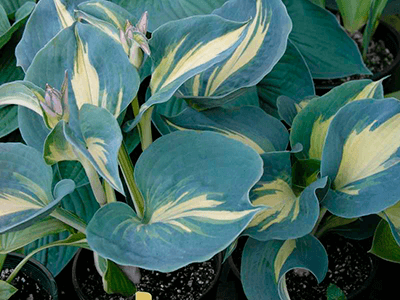 HOSTA „DREAM QUEEN”