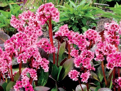 ​BERGĒNIJA / BERGENIA „PINK DRAGONFLY”_ziemcietes_stādaudzētava-siguldas dārznieks