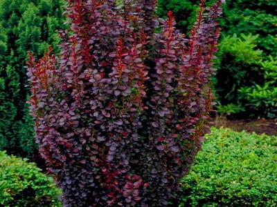 RED PILLAR_BĀRBELE_berberis