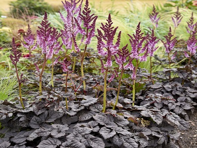 astilbe dark side