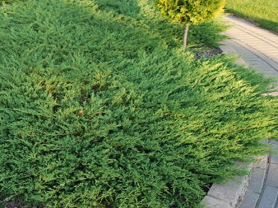 ​KADIĶIS KLĀJENISKAIS / Juniperus horizontalis „ANDORRA COMPACT”