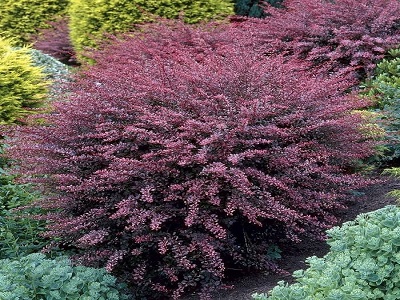 bārbele rose glow-berberis