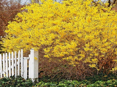 ​FORSĪTIJA VIDĒJĀ / FORSYTHIA x INTERMEDIA „MALUCH”