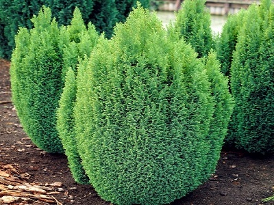 PACIPRESE LAUSONA / Chamaecyparis lawsoniana „ELLWOOD GOLD”