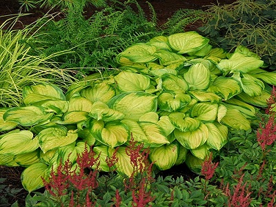 ​HOSTA „STAINED GLASS”