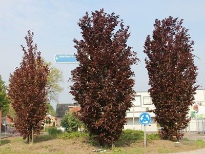 ​DIŽSKABĀRDIS PARASTAIS / Fagus sylvatica „DAWYCK PURPLE”