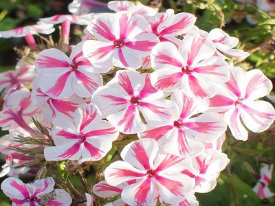 ​FLOKSIS SKARAINAIS / PHLOX PANICULATA „ “TWISTER” dekoratīvi stādi, puķu stādi