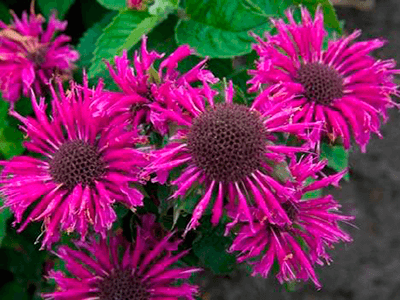 MONARDA „BEE FREE”