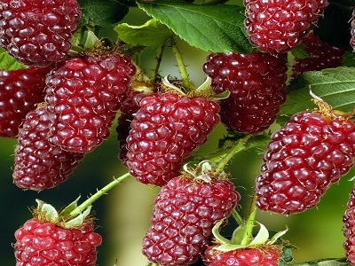 KAZENE / AVENE – KAZEŅU HIBRĪDI / Rubus illecebrosus   „BUCKINGHAM TAYBERRY”