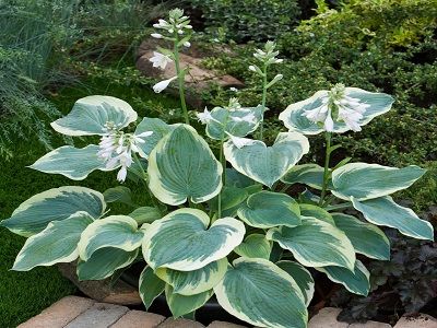 ​HOSTA „AMERICAN HALO”