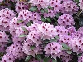 ​RODODENDRS / Rhododendron „HUMBOLDT”