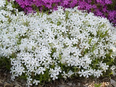 ​ASLAPU FLOKSIS Phlox subulata „WHITE DELIGHT”