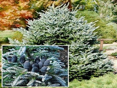 ​BALTEGLE KOREJAS / Abies koreana „SILBERLOCKE”