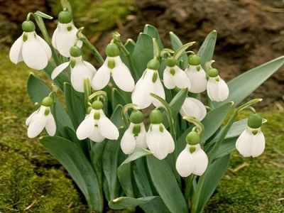 ​ELVESA SNIEGPULKSTENĪTE / Galanthus elwesii