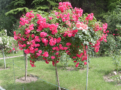 Augstumbra rozes
